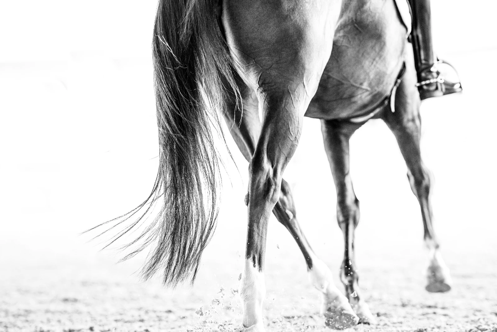 Equine veterinarian working with a horse