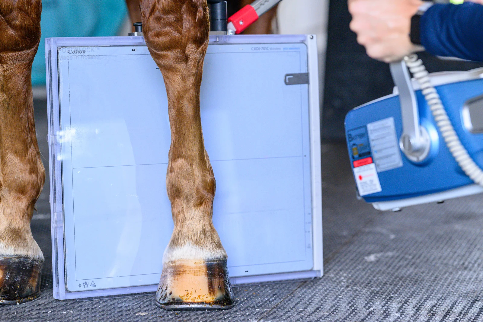 Equine radiograph displayed on a workstation